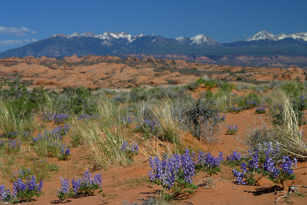 Flowers Arches National Park, May 2004, Utah. Erland Refling