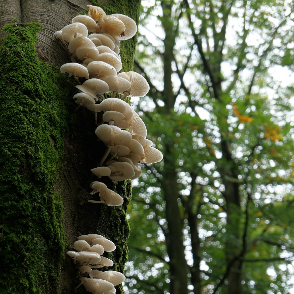 Mushrooms1 Richard Hopkins Flickr