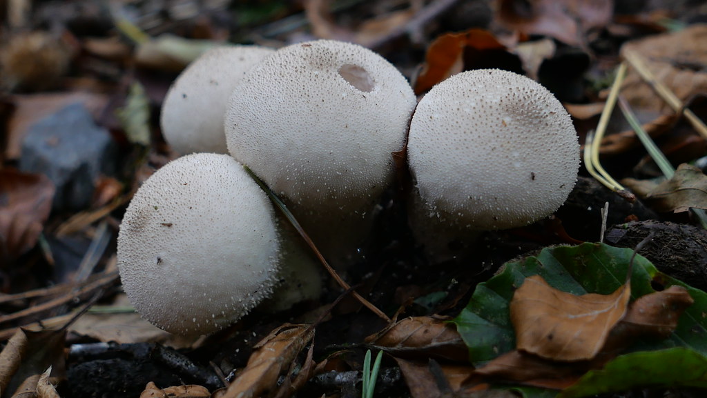 Mushrooms2 Richard Hopkins Flickr