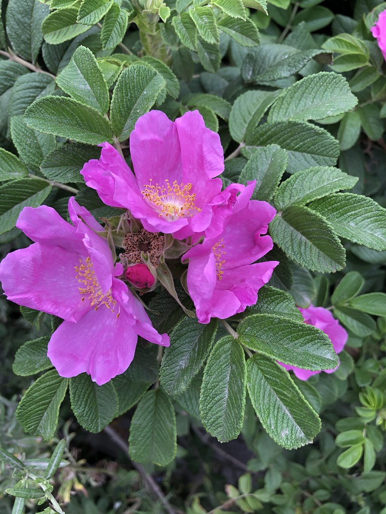 Beach roses. Cape Elizabeth, Maine. devtmefl Flickr
