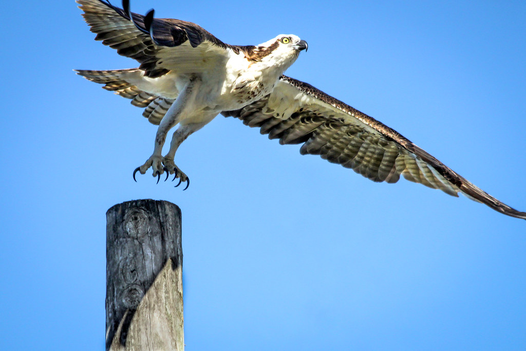 Osprey Lift off Greg Towle Flickr
