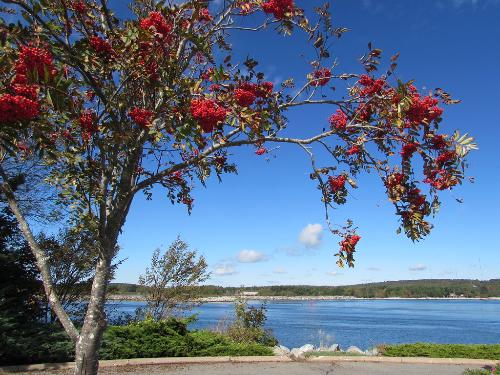 Mountain Ash, Liverpool, Nova Scotia popea53 Flickr