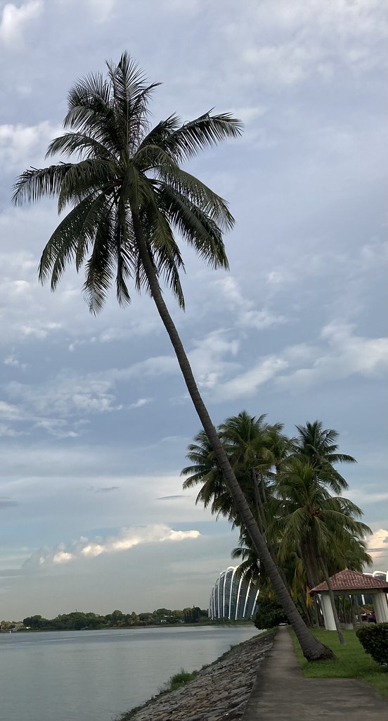 Palm Tree [Day 12] Fun fact there are over 2,500 species … Flickr