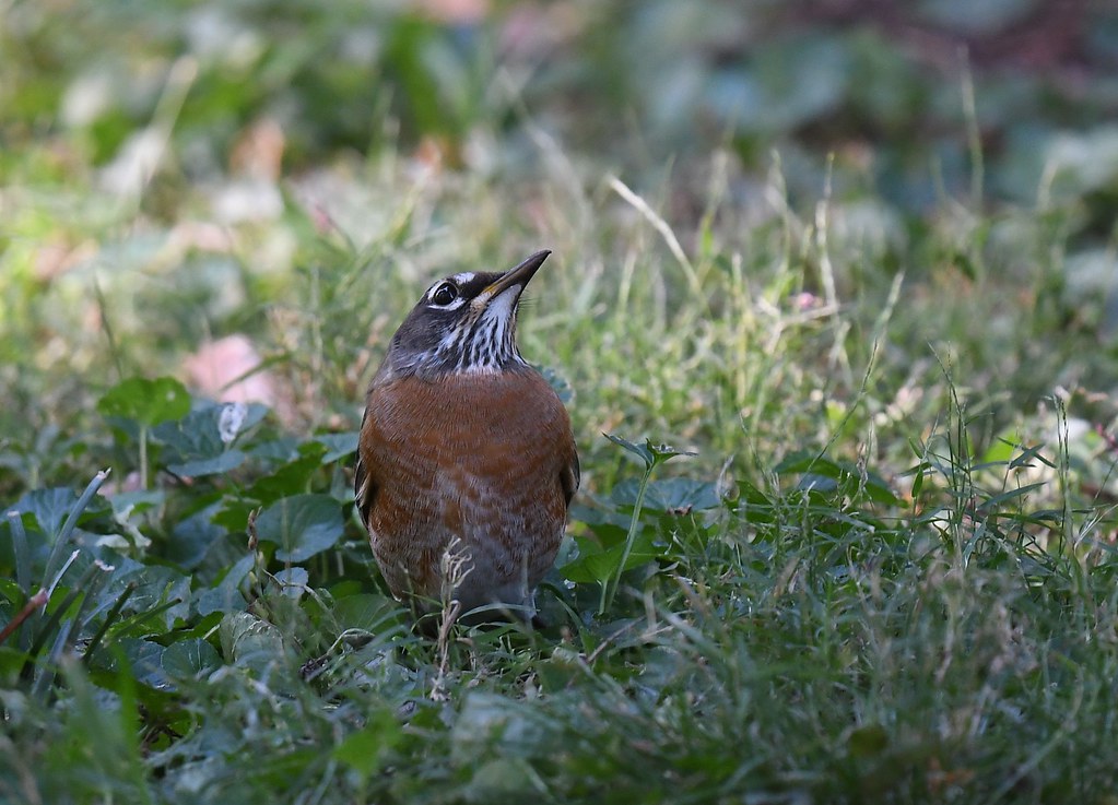 American Robins frozen in place due to a Cooper's Hawk, wh… Flickr
