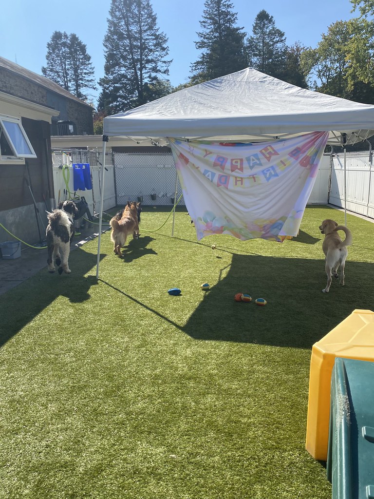 Untitled Holiday House Pet Resort and Training Center Flickr