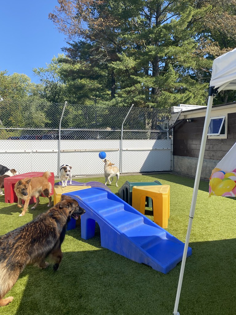 Untitled Holiday House Pet Resort and Training Center Flickr