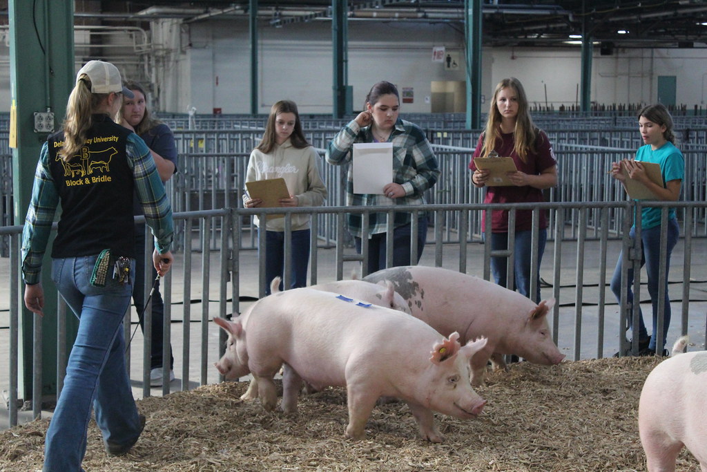 IMG_8073 Students participate in judging swine during the … Flickr