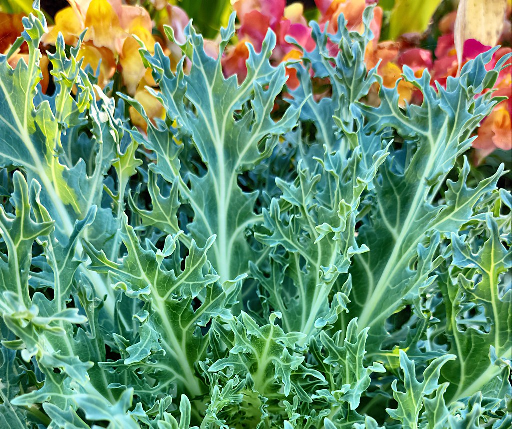 Good Ol' Kale Jean Hawk Flickr