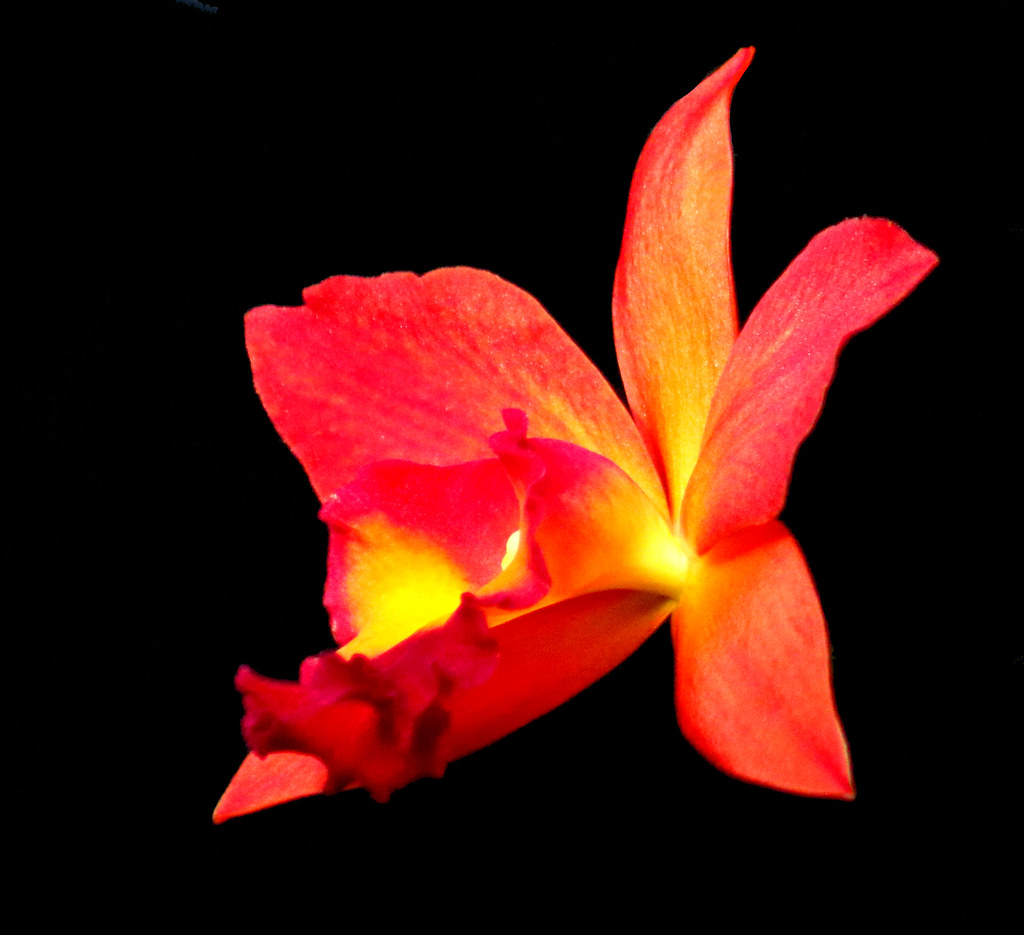 5916 joe baker Flickr