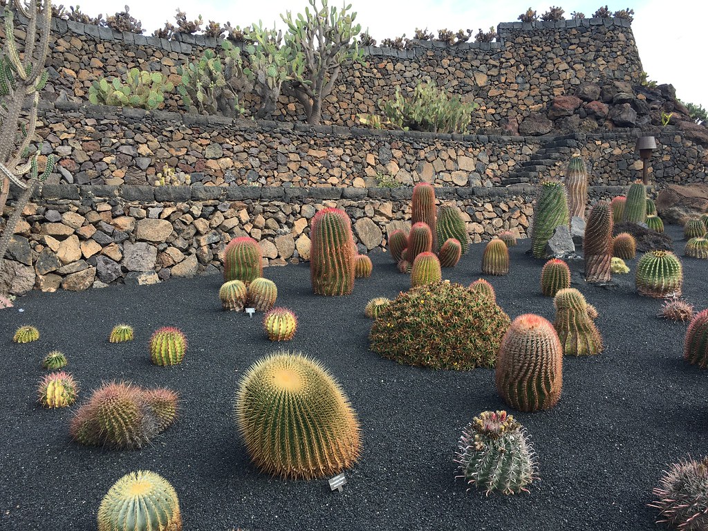 Lanzarote 2022 Cactus garden. Paul Flickr