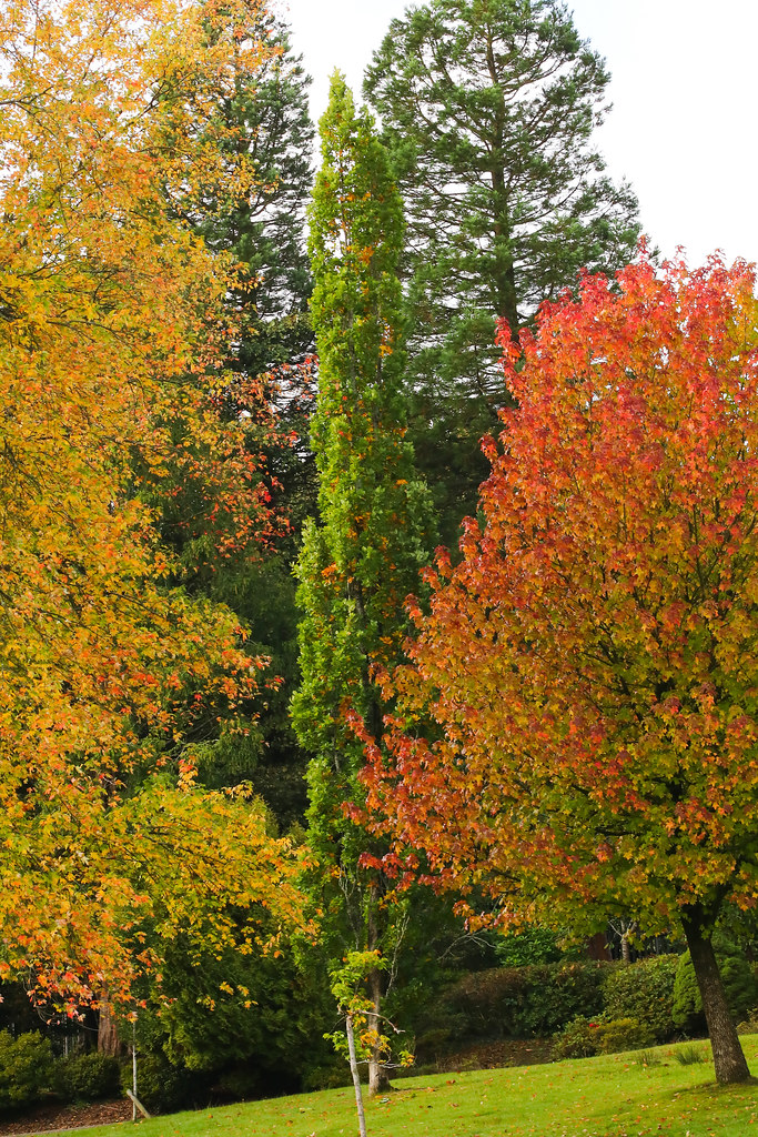 Autumn Colours The tall, slender tree in the middle is an … Flickr