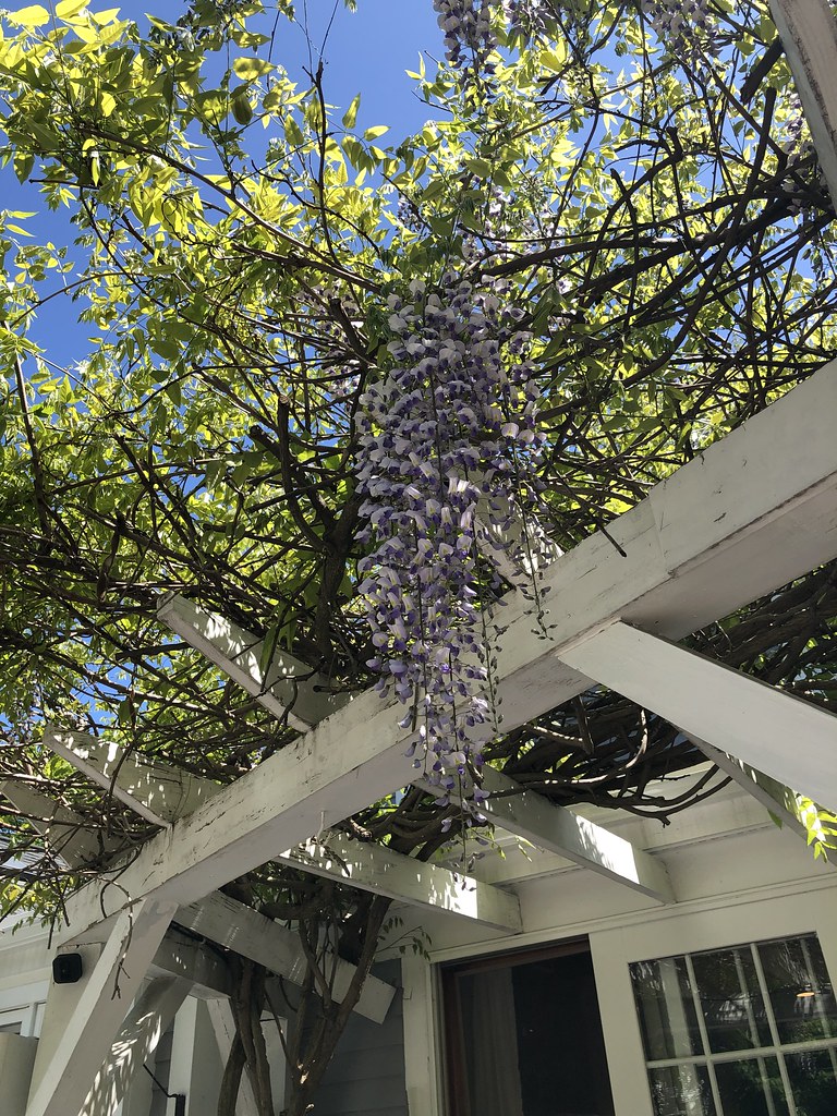 Wisteria. Reading, Massachusetts. devtmefl Flickr