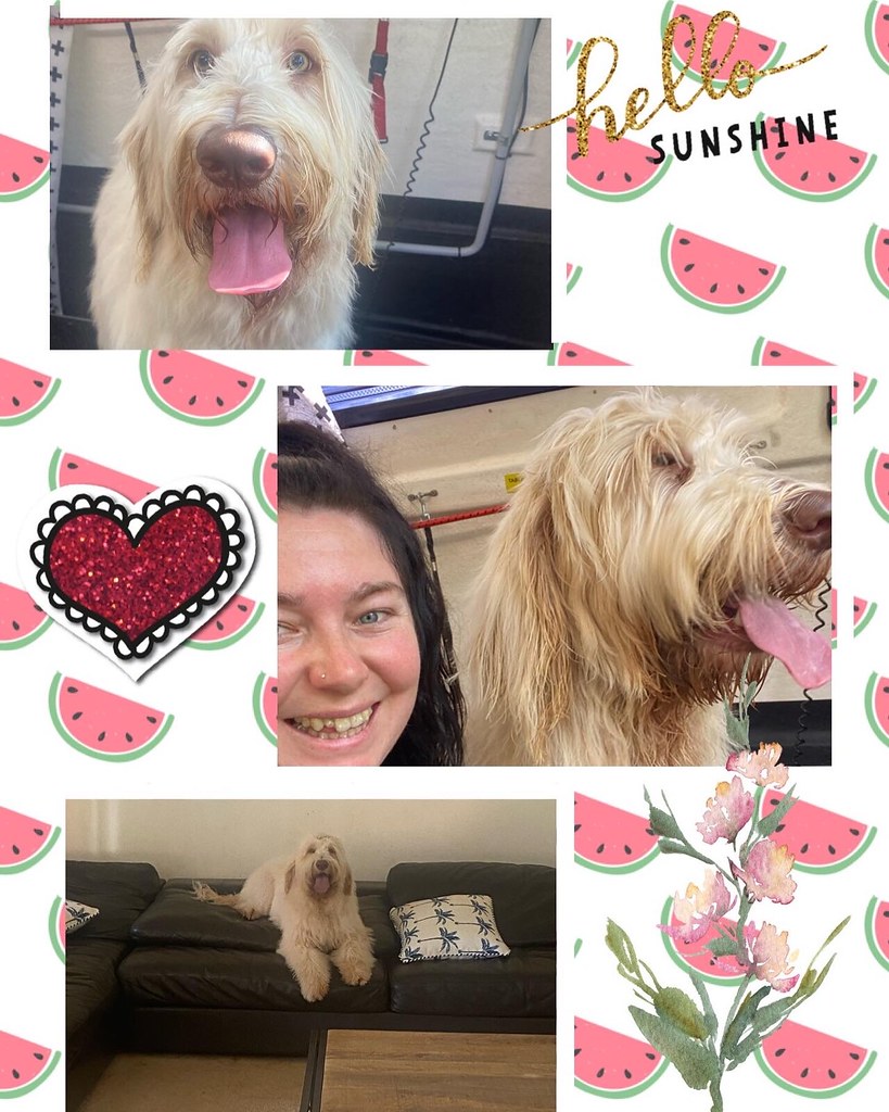 Dog groomer life 🐶🐾🐶🐾🐶🐾🐶🐾🐶🐾 Dogs for days Jacqueline Trafford Flickr