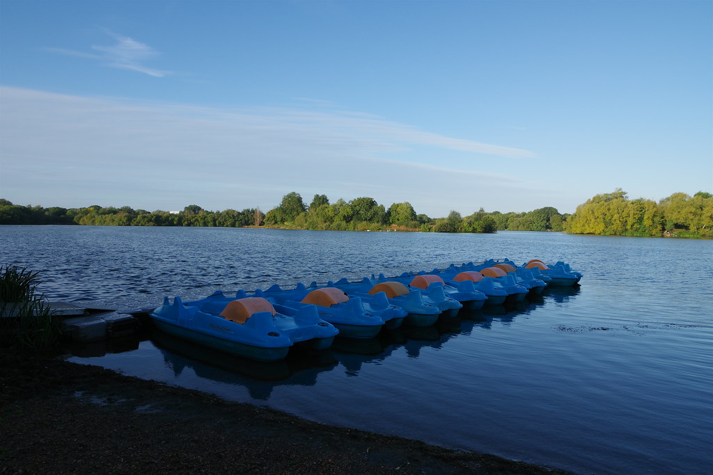 Black Swan Lake Dinton Pastures Country Park Derek Photos