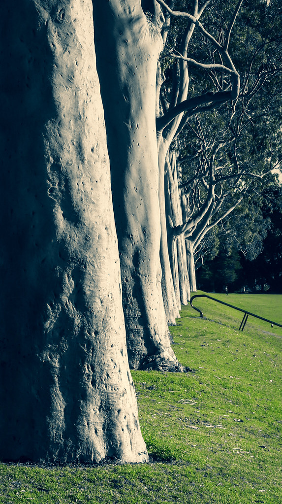 Lemon scented gum, Kings Park, Perth Westen Australia Flickr