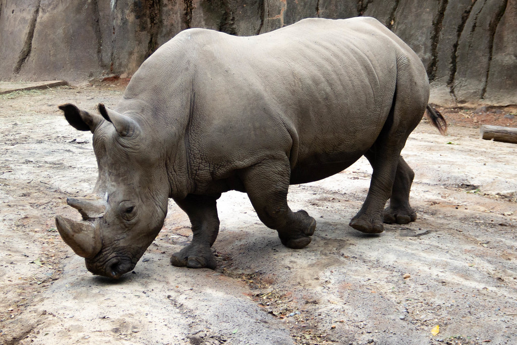 Riverbanks Zoo Rhino Monica Wellman Flickr