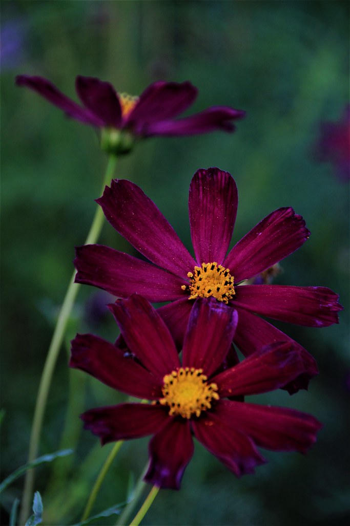 Flowers. A flower, sometimes known as a bloom or blossom, … Flickr