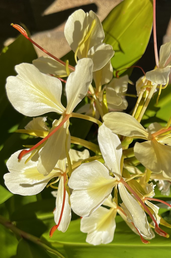 IMG_0265 Ginger Lily in the Sun Sandy Maycock Flickr