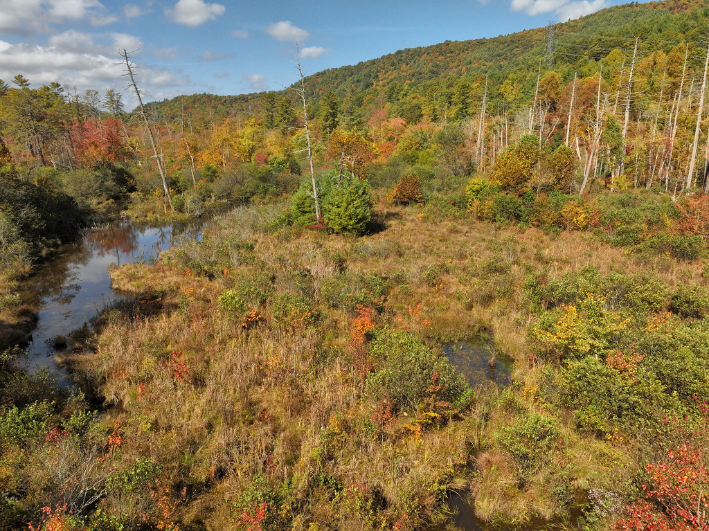 Southern Appalachian Mountain Bog, Graham County, North Ca… Flickr
