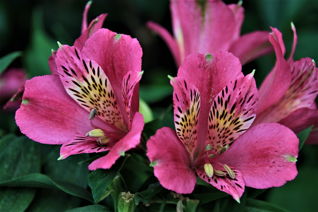 Flowers. A flower, sometimes known as a bloom or blossom, … Flickr