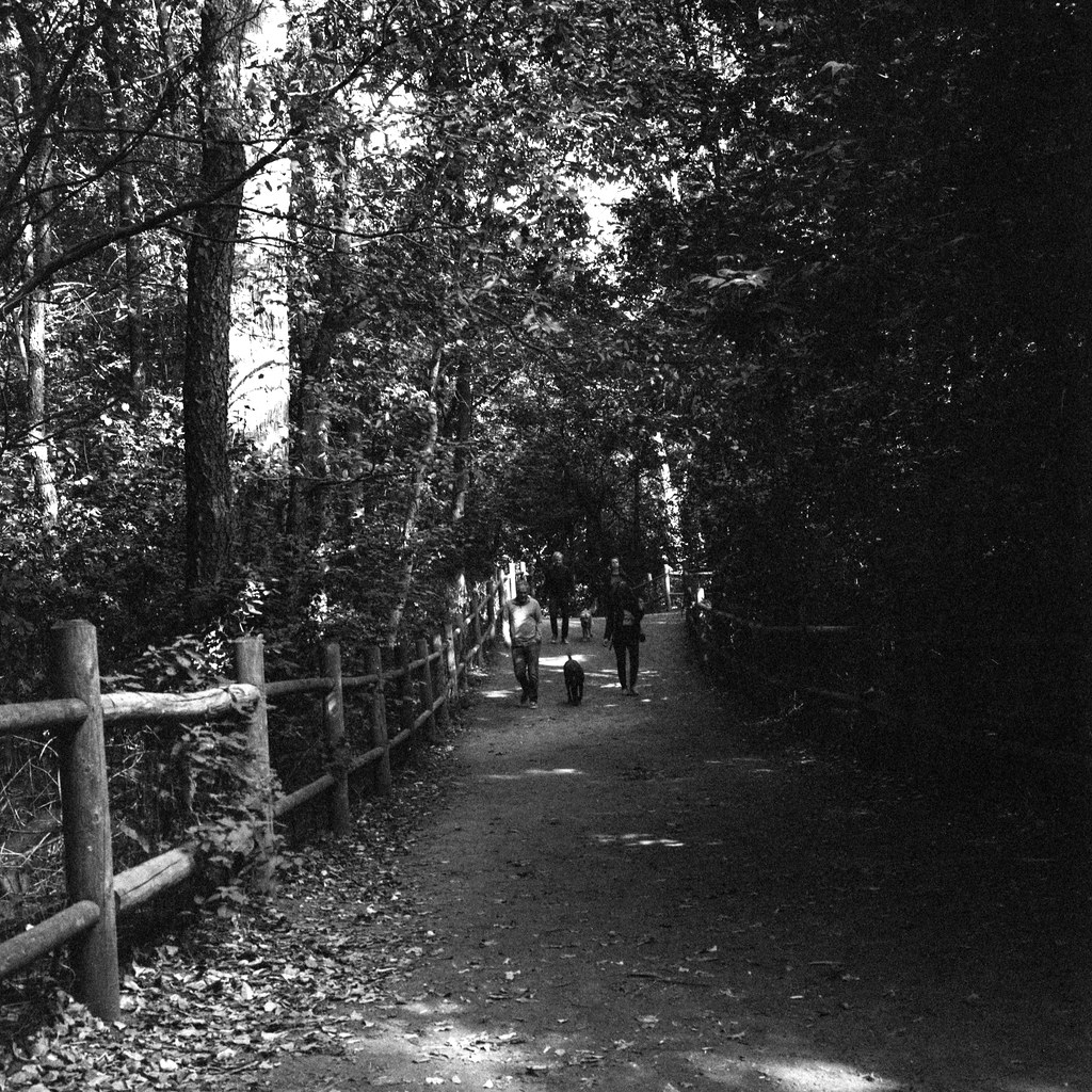 High Park Dog Walkers Bill Smith Flickr