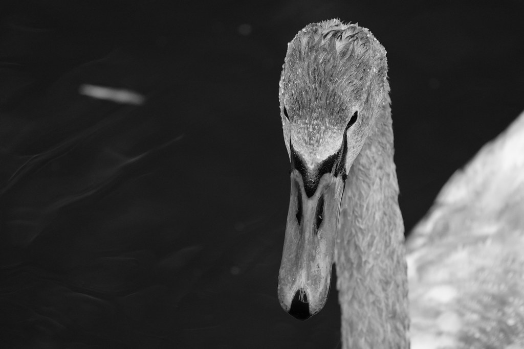 Cygne Swan Cygnus Marina Vuagniaux Flickr