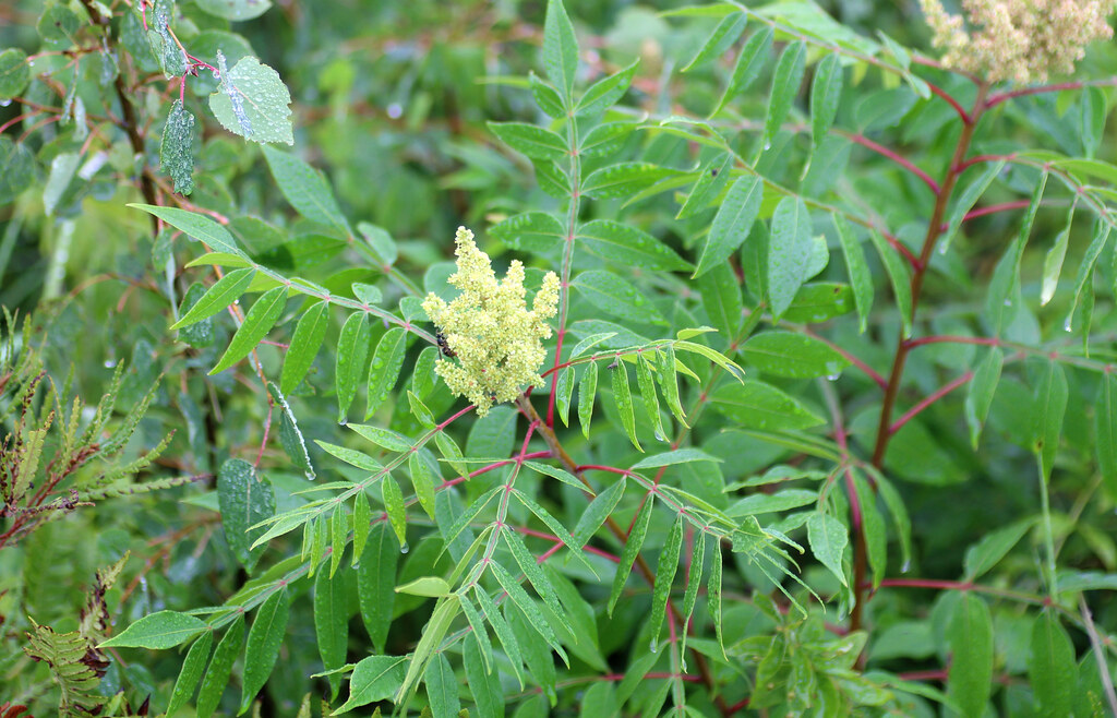 Shining Sumac Rhus copallinum, Necedah National Wildlife R… Flickr