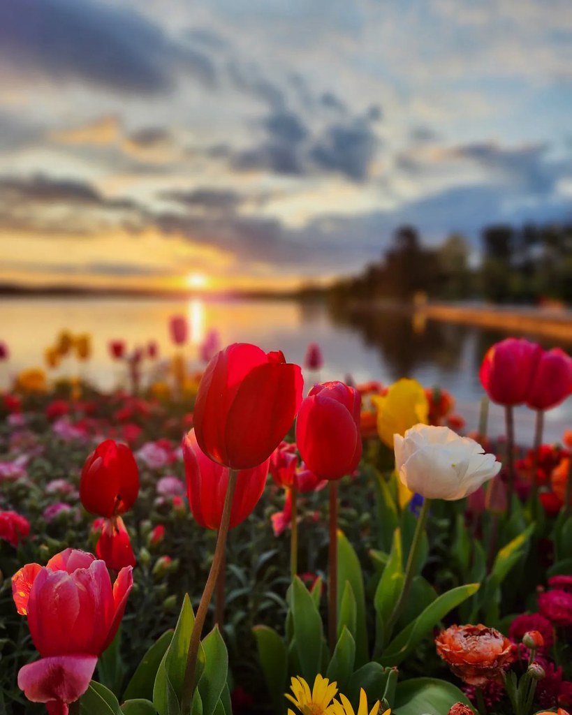 There's a moment after winter in Canberra where there's th… Flickr