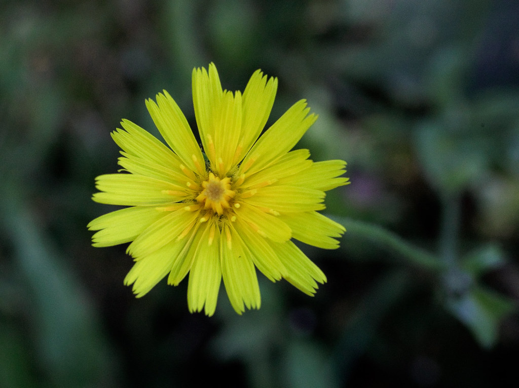 False Dandelion Peter Nelson Flickr