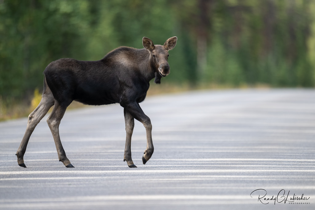 Moose of the Canadian Rockies 2022 2 "Why did the Year… Flickr