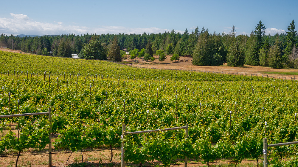 Enrico Winery, Cowichan Valley, Vancouver Island, BC 61073… Flickr
