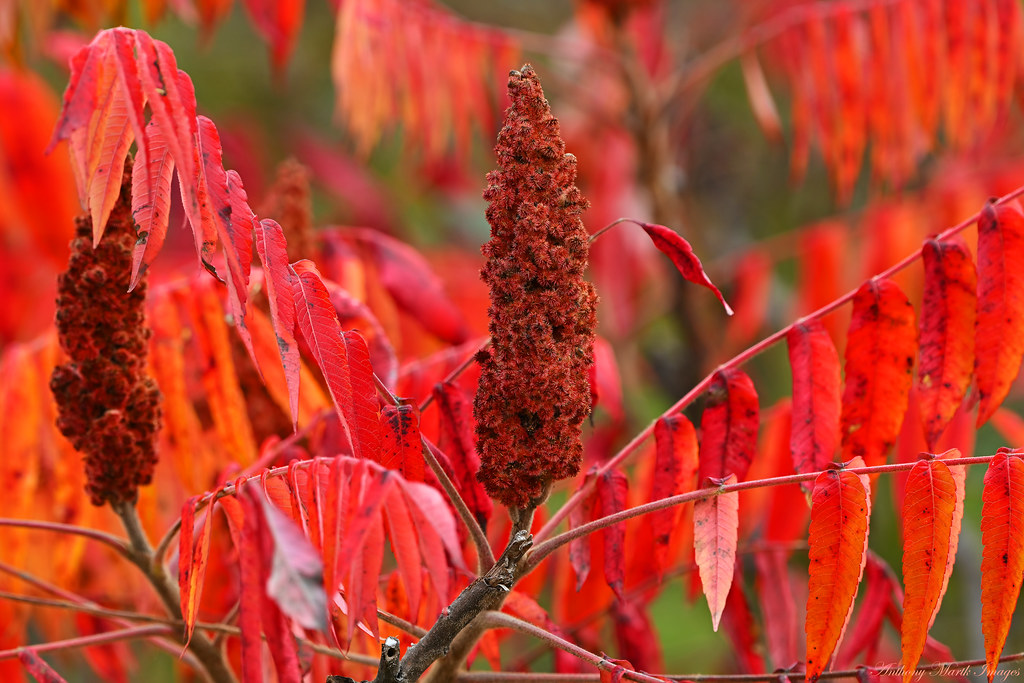 Ripe Sumac Berries Sumac berries are a treat of Downy Wood… Flickr