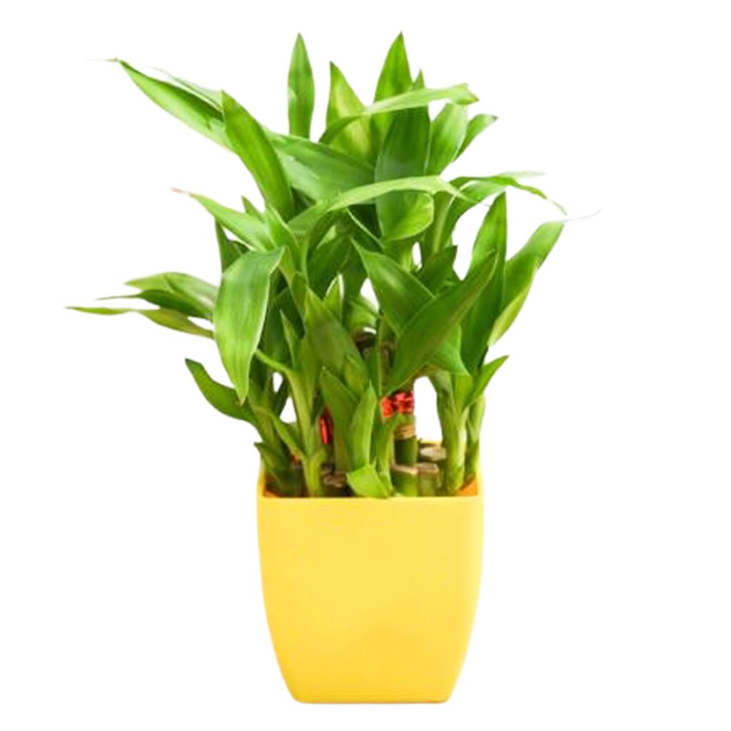 bamboo Plants Kharido Flickr