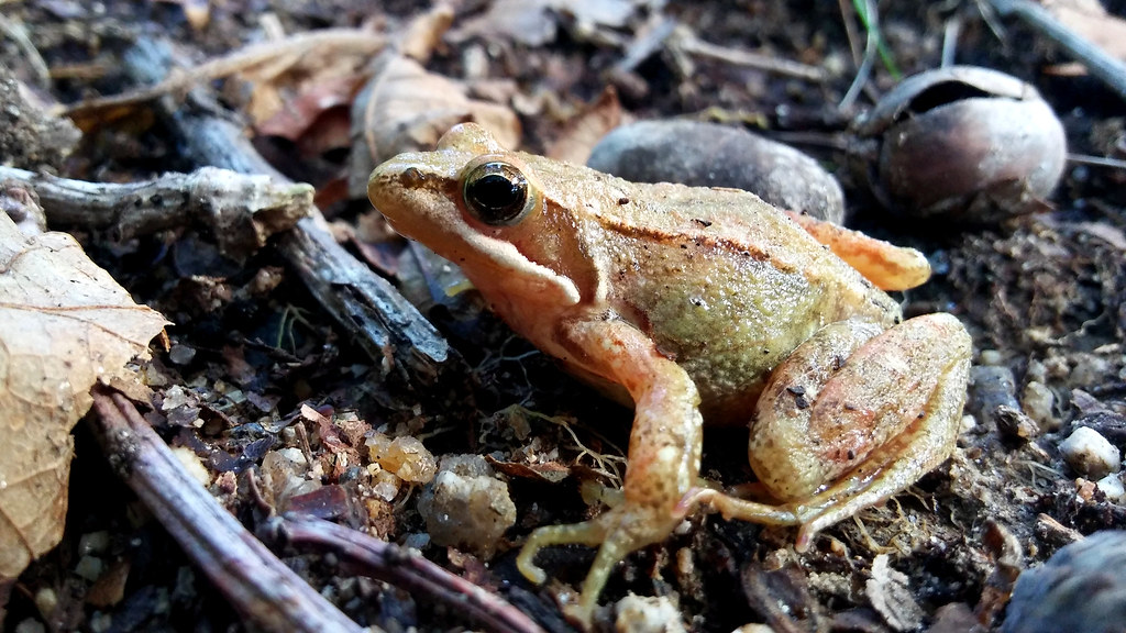 Quiet frog Rana temporaria GL rá de monte ES rana bermej… Flickr