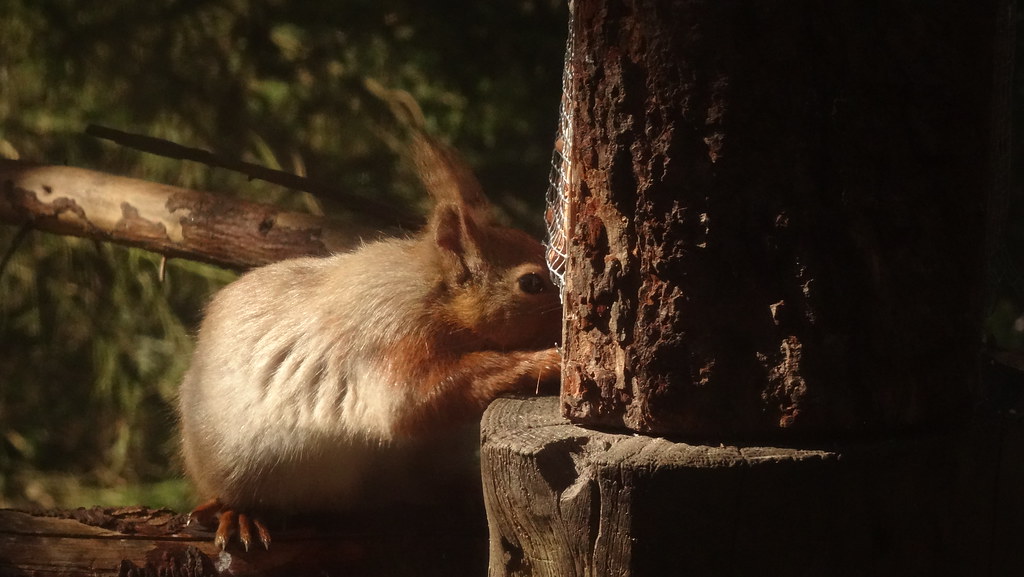 Red squirrel near Aviemore Seen from the old Potting Shed … Flickr