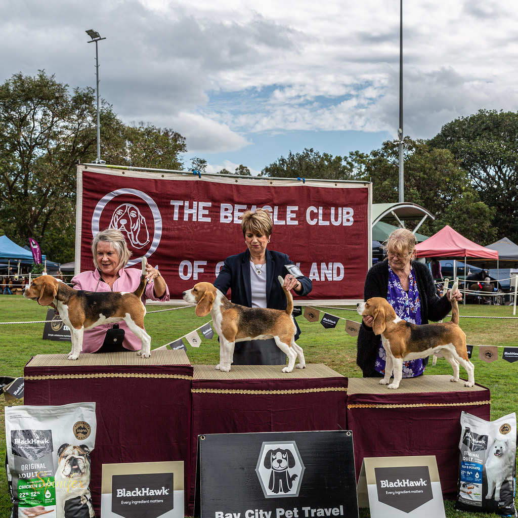 Sfx4704 Beagle Club Queensland Flickr