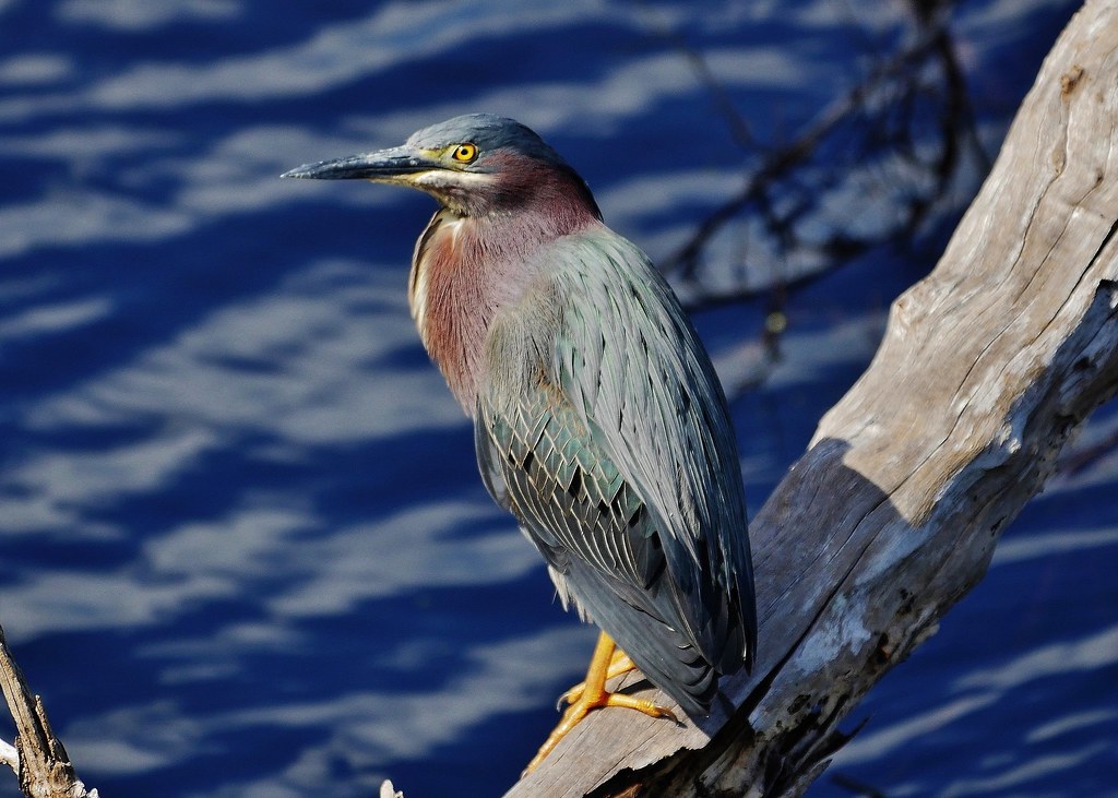 Green Heron (Butorides virescens) Gordon River Greenway Pa… Flickr