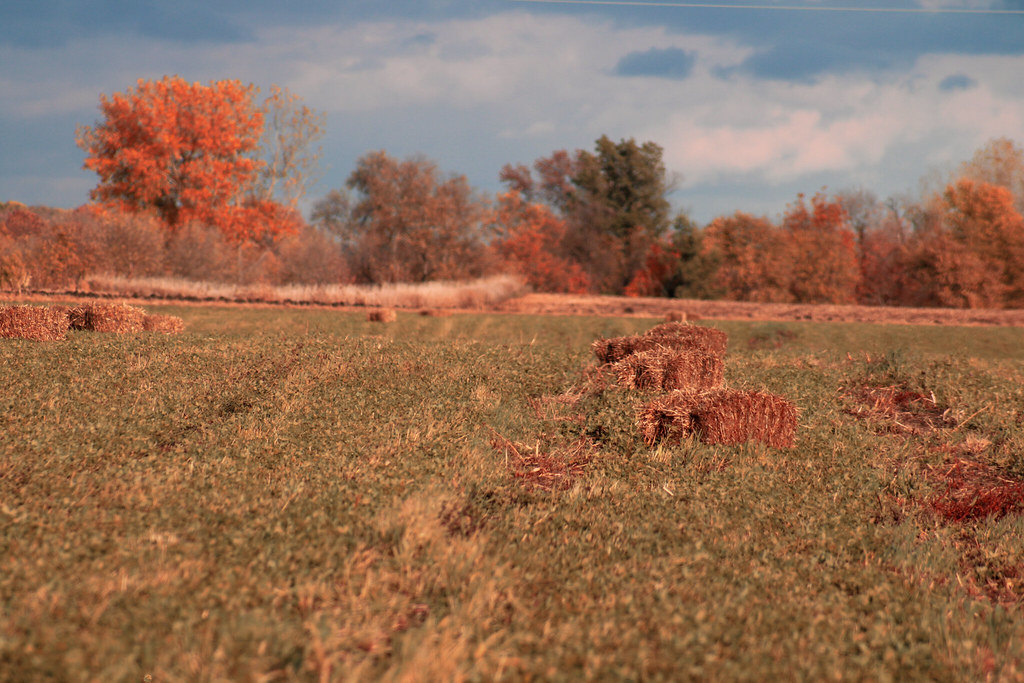 Hay Minnesota Harvest Kaitlin Friehl Flickr