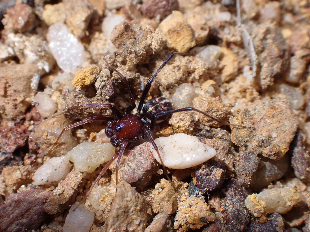 Bradley’s Anteating Spider Bradley’s Anteating Spider (H… Flickr