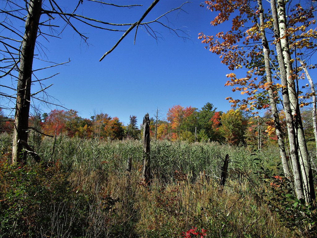 8 Foot High Wetland Grasses IMG_2372 (2) Monson Village, M… Flickr