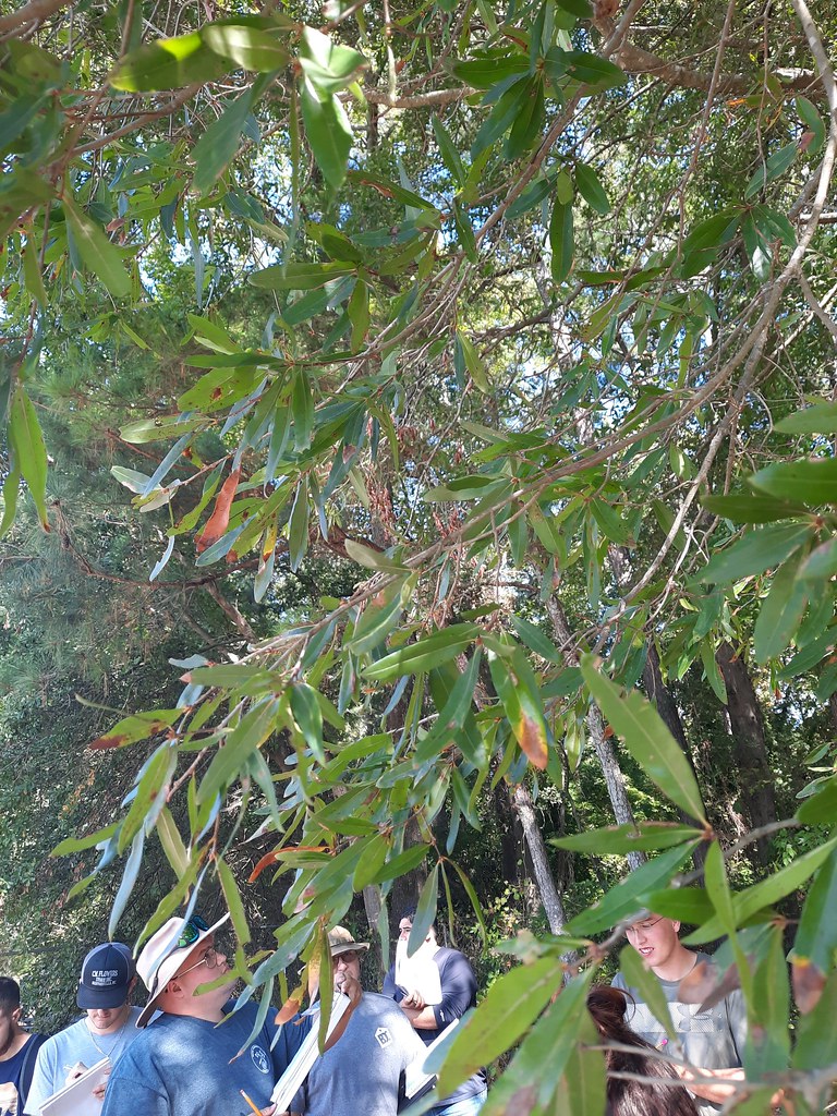 willow oak Quercus phellos Fagaceae Family Mallory Leblanc Flickr