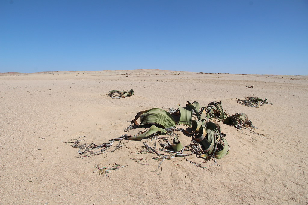 Welwitschia plants in Namib Desert, Swakopmund Namibia Flickr