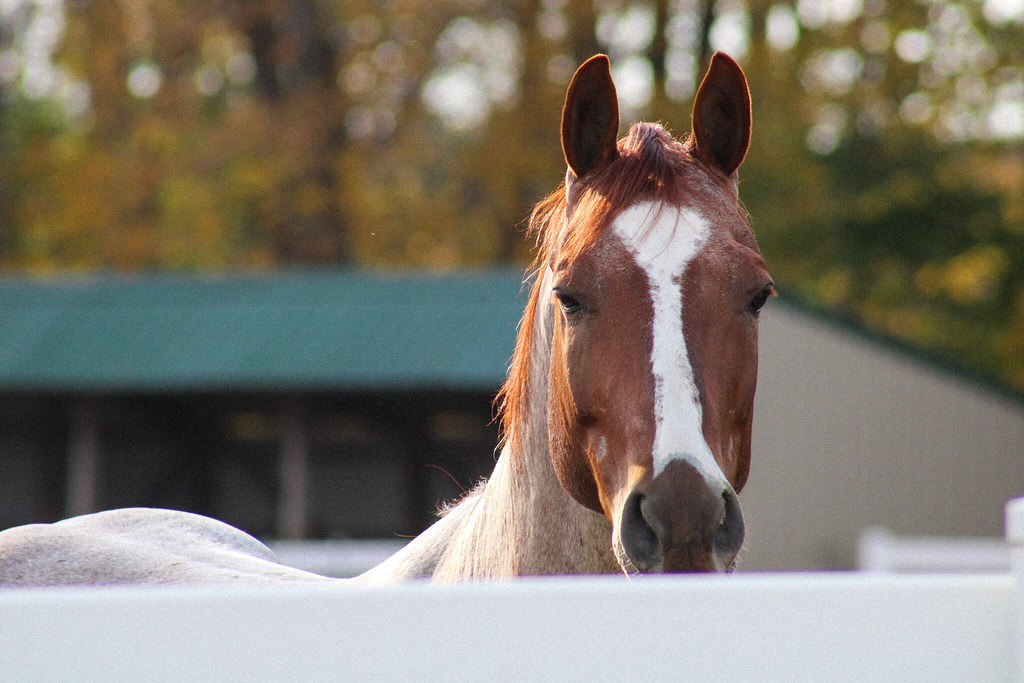 Horse Minnesota Harvest Kaitlin Friehl Flickr