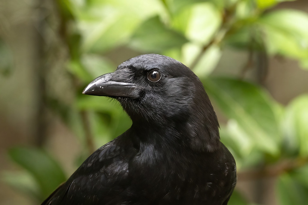 American crow Skidaway Island, Chatham County, GA highly c… Flickr