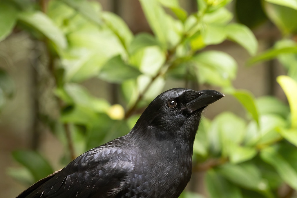 American crow Skidaway Island, Chatham County, GA highly c… Flickr