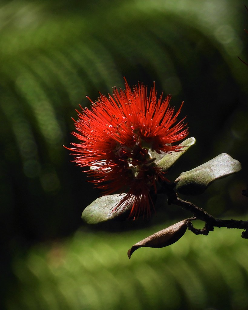 Hawaiian Ohi'a Flower An endemic flower that colonizes rec… Flickr