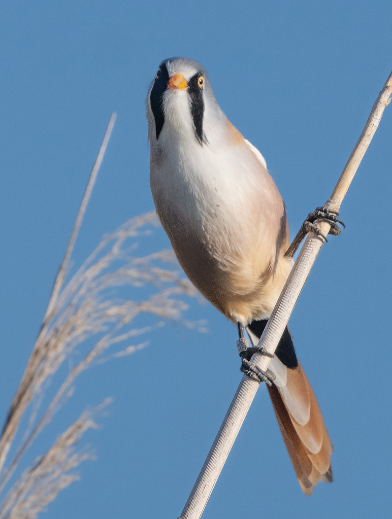 If looks could kill... Bearded Tit. Tay reed beds. Flickr