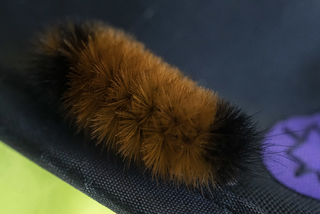 Woolly Bear caterpillar a photo on Flickriver