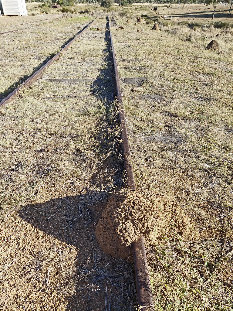 20220818_080752 termite mound over the rail In the rail ya… Flickr