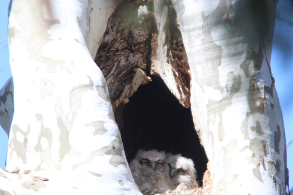 IMG_5027 baby great horned owls march 29, 2022 mount joy p… Flickr